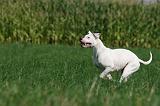 DOGUE ARGENTIN 340